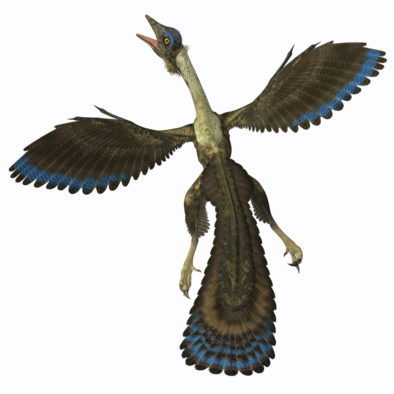 Archaeopteryx is known as the earliest bird and was a bridge species ...