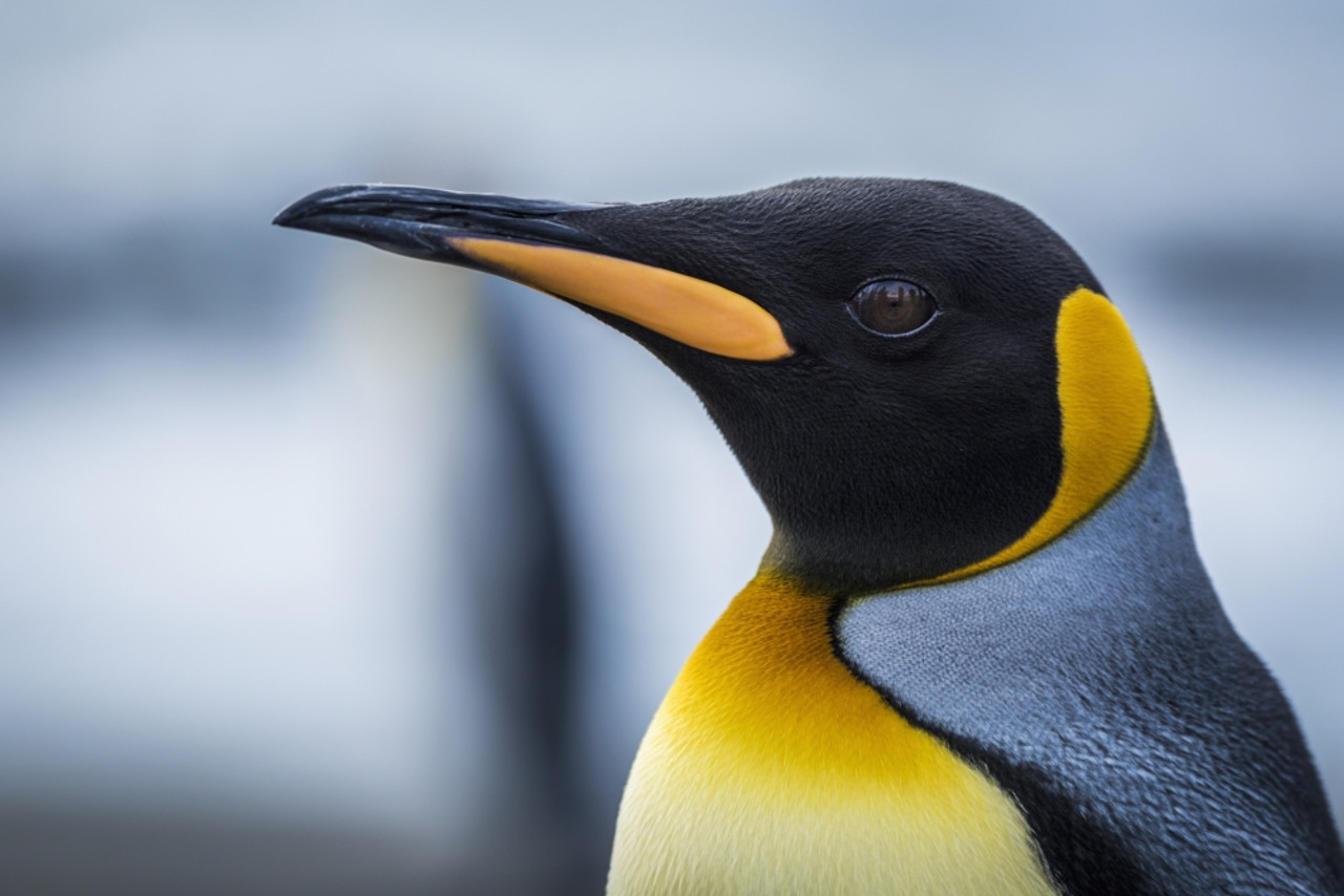 Close up of King Penguin (Aptenodytes patagonicus); Antarctic