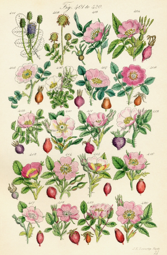 Page Of Colour Illustrations From British Wild Flowers After A Work By ...