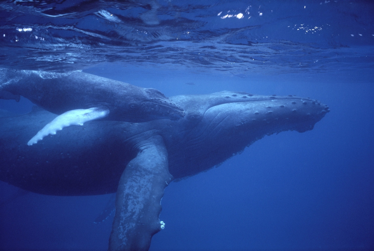 Hawaii, Humpback Whales (Megaptera Novaeangliae) Mother And Calf Underwater  Near Surface A94G PosterPrint - Item # VARDPI1997886