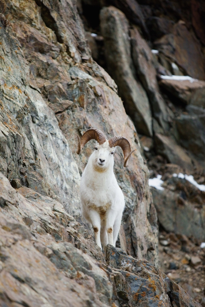 A Curious Full-Curled Dall Sheep Ram Perches On A Rocky Ledge At Mile ...