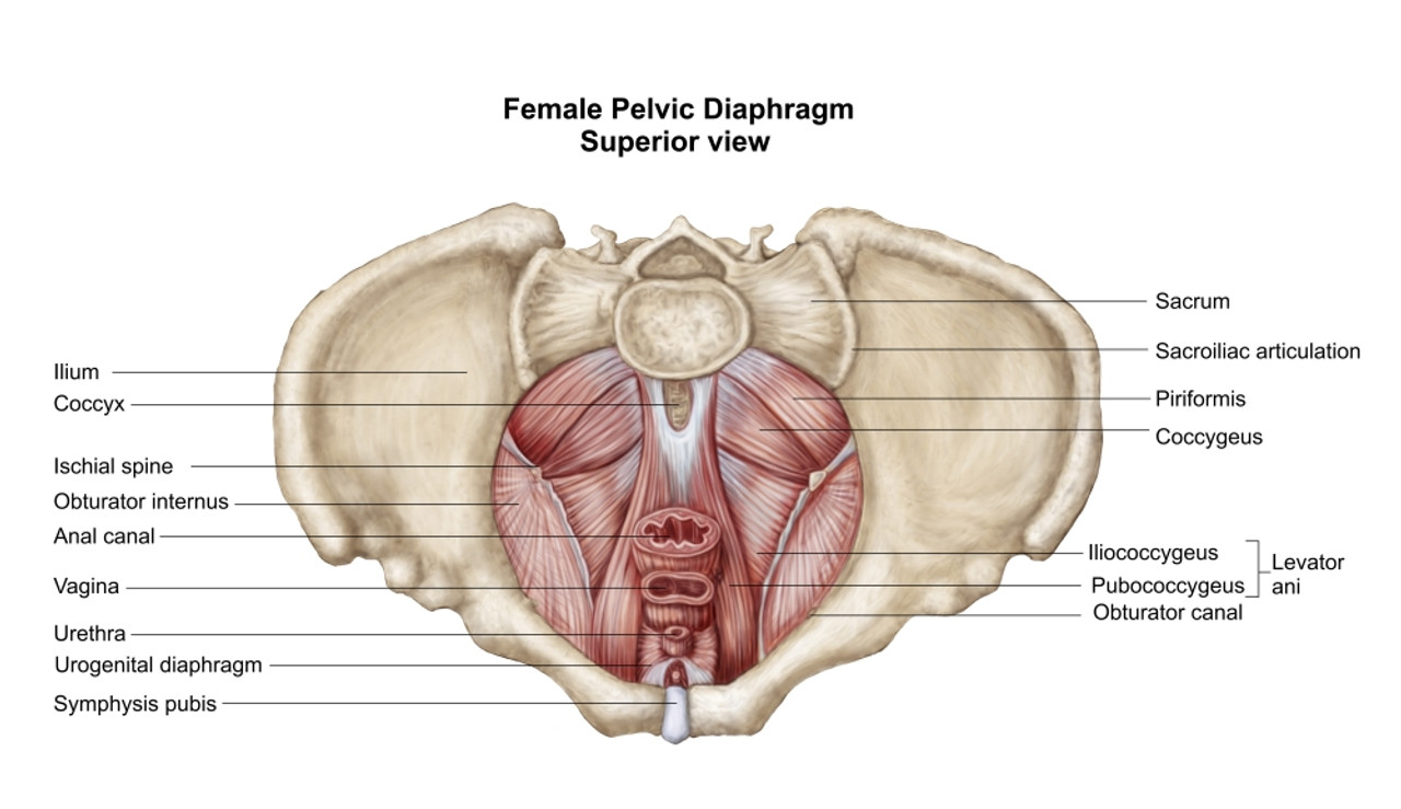 Female Pelvic Anatomy Medical Illustration MediVisuals