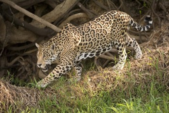 jaguar images free