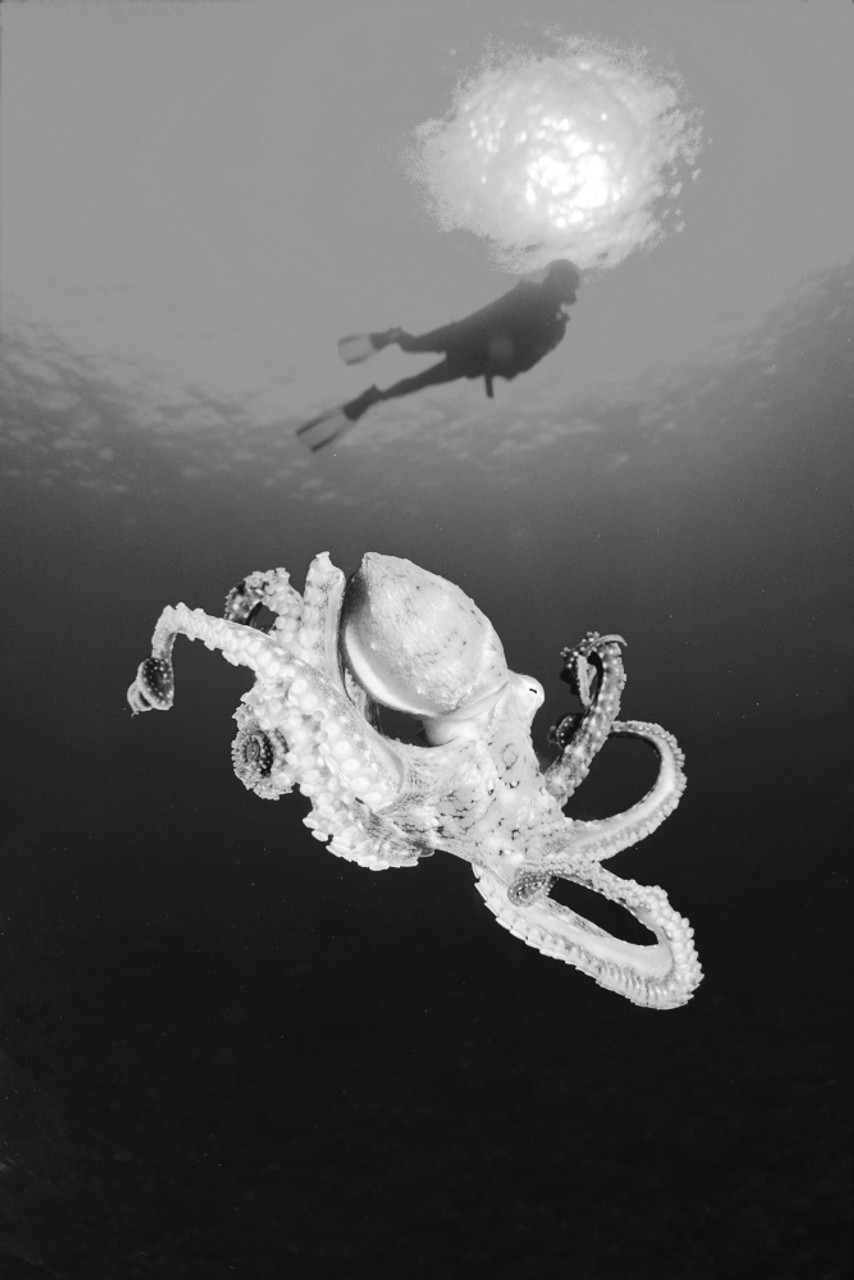 octopus tumblr background