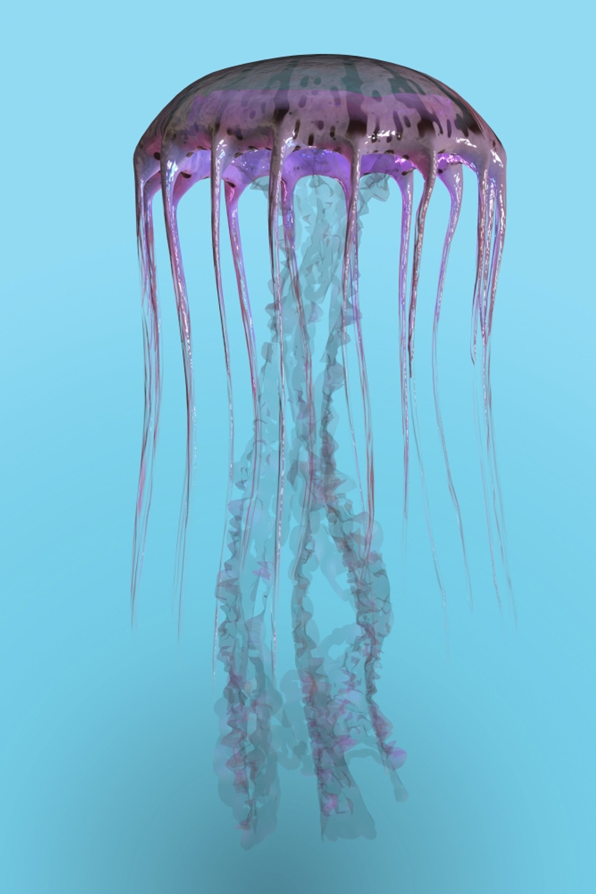 pelagia jellyfish