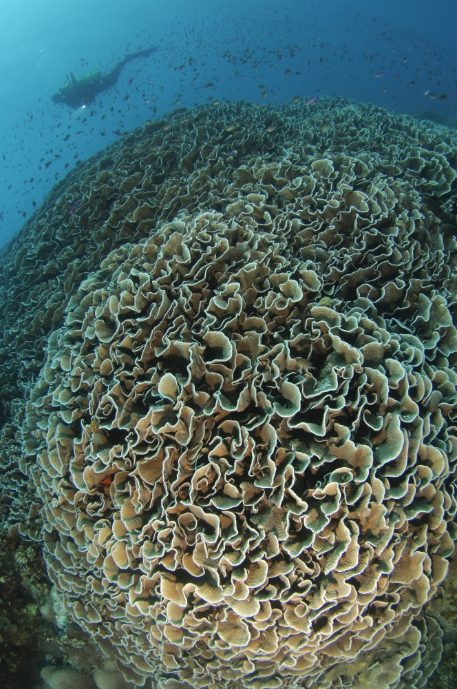 Diver exploring Cabbage Coral mountain, Gorontalo, Indonesia. Also