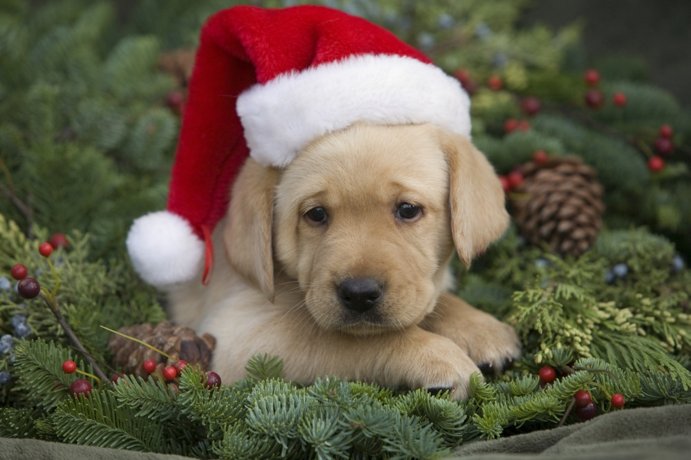 Discount puppy santa Free Shipping