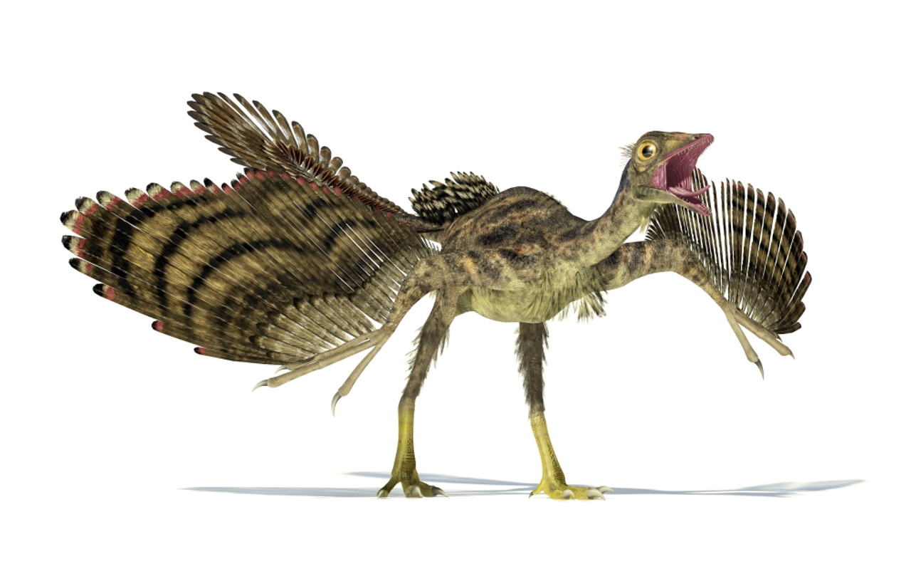 【原画】Archaeopteryx don't know the kimono. 原画】Archaeopteryx don't know the kimono. 原画