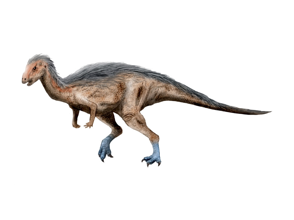 Dryosaurus dinosaur, white background Poster Print - Item ...