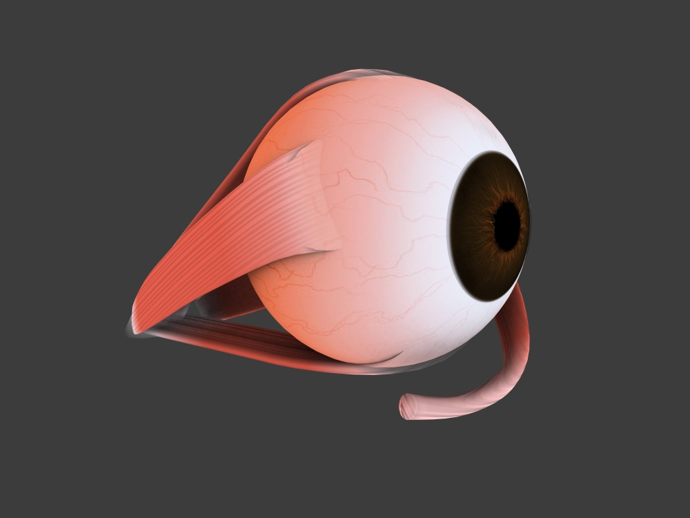 Conceptual image of human eye anatomy Poster Print - Item ...