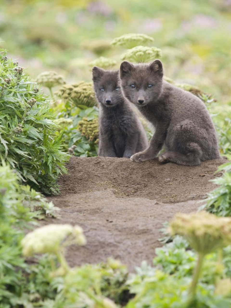 arctic fox kit