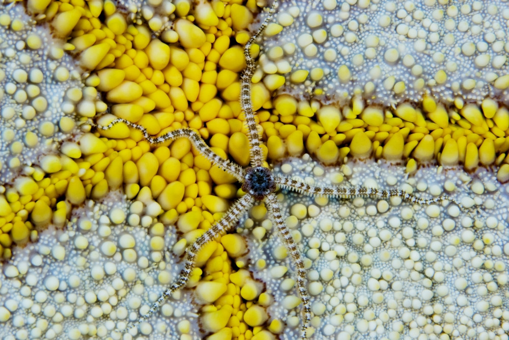 USA, Reticulated Brittle Star Brevipes) On Cushion Starfish