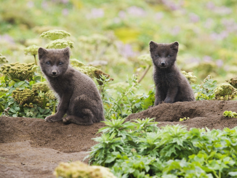 Two Arctic Fox Kits Sitting Near Their Den, St. Paul Island