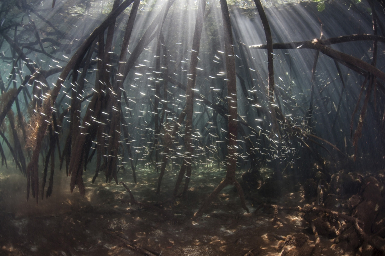 mangrove forest underwater