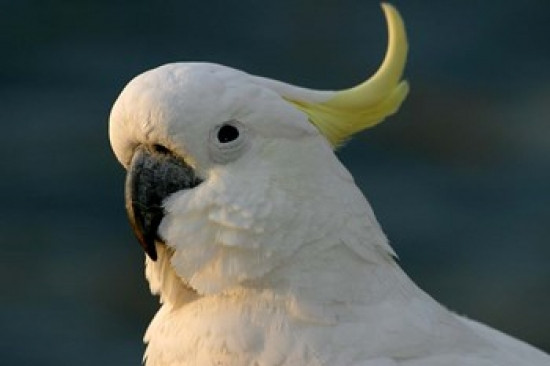 old skool cockatoo