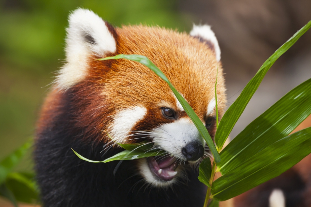 The Red Panda (Ailurus fulgens), or shining cat, is a small arboreal ...