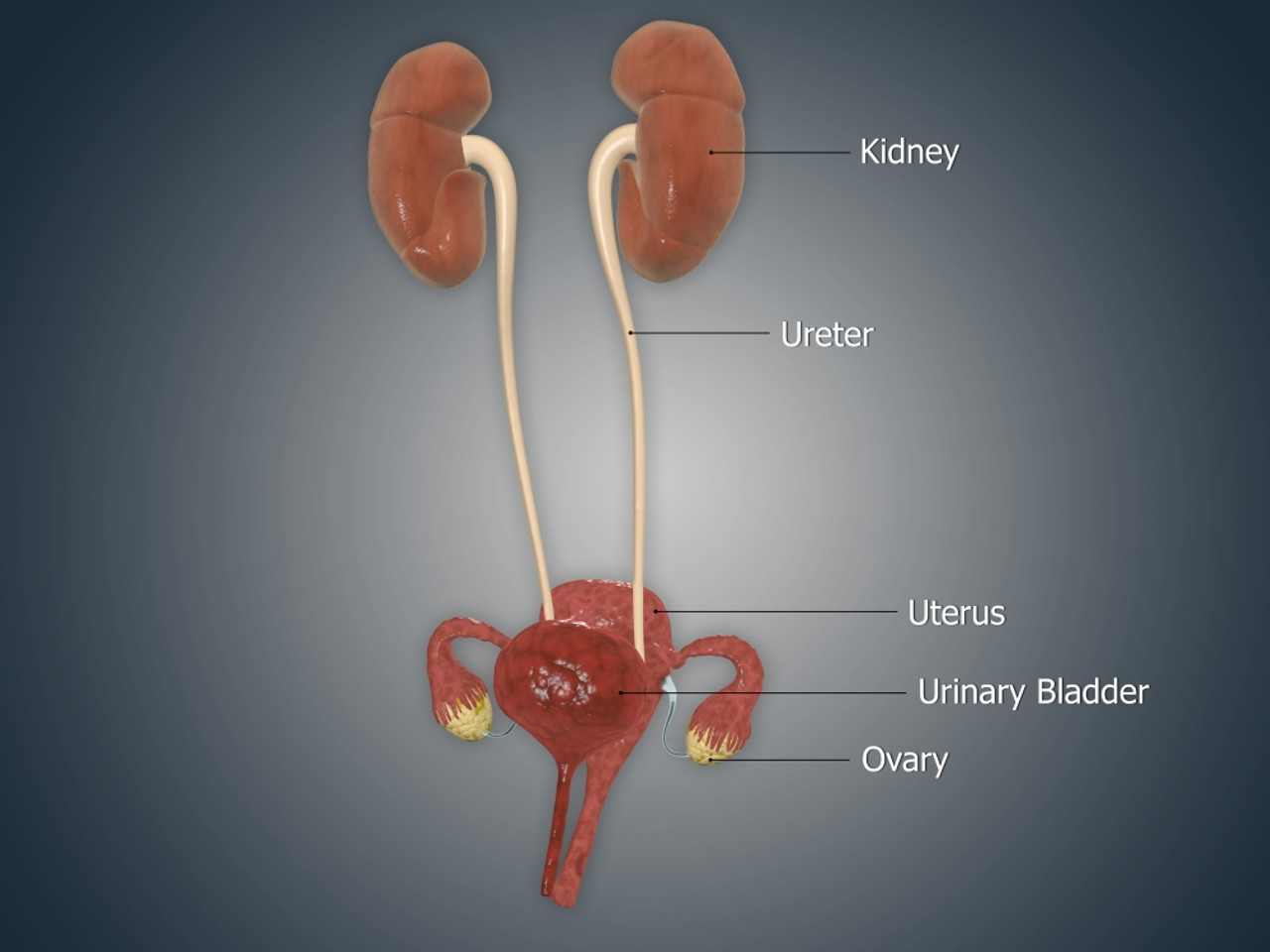 uterus and bladder