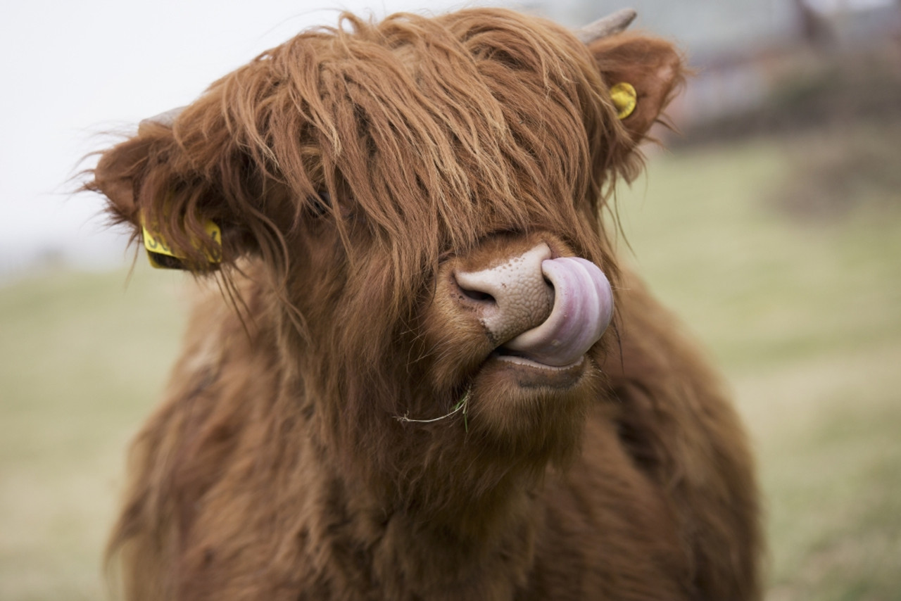 Highland Cow Print. 'licky Cow' Highland Calf Licking It's Nose