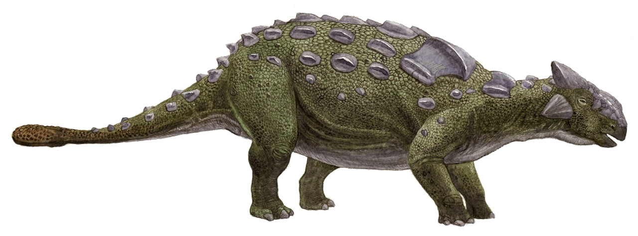 Ankylosaurus magniventris, a prehistoric era dinosaur Poster Print - Item #  VARPSTSKR100036P - Posterazzi