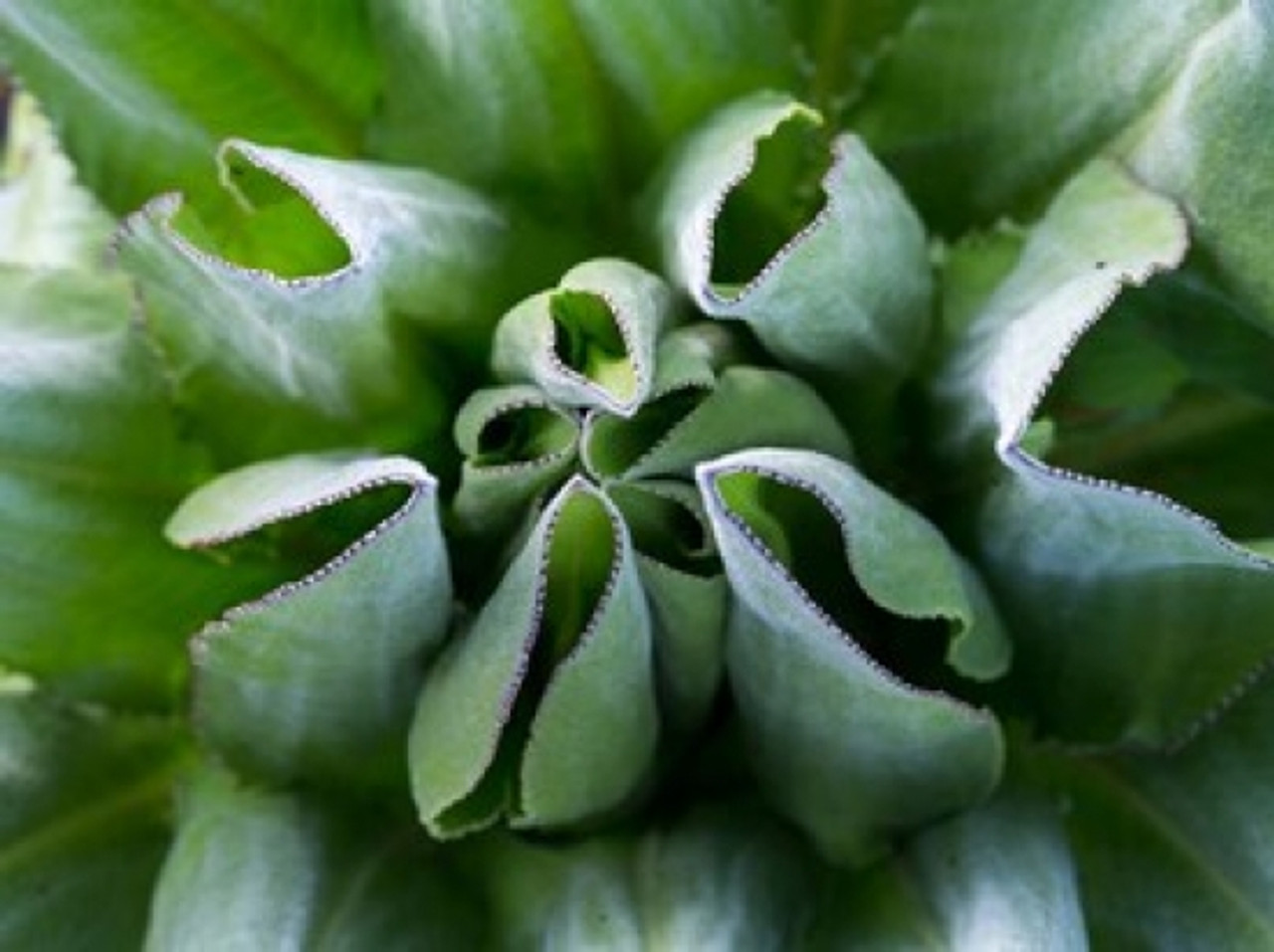 Image of Giant groundsel close up