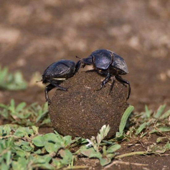 Tanzania, Ndutu, Ngorongoro, Dung Beetle insects Poster Print by Ralph ...