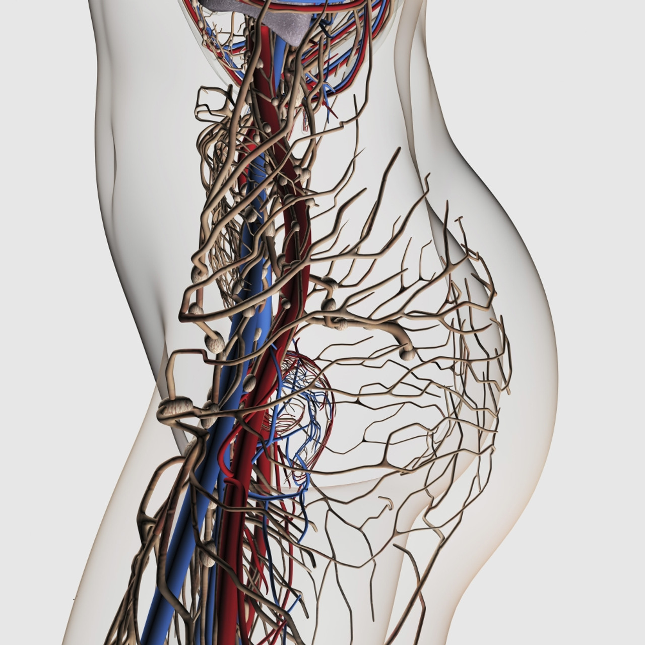 arteries and veins of the body