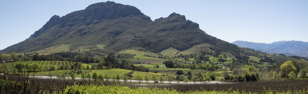 Elevated view of vineyard, Delaire Graff Estate, Stellenbosch