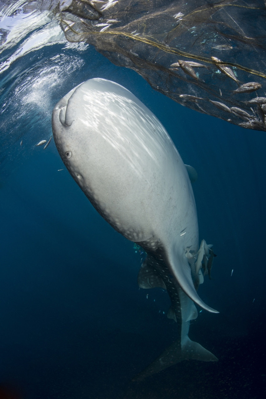 Whale Shark Dive Skin, Surf Suit