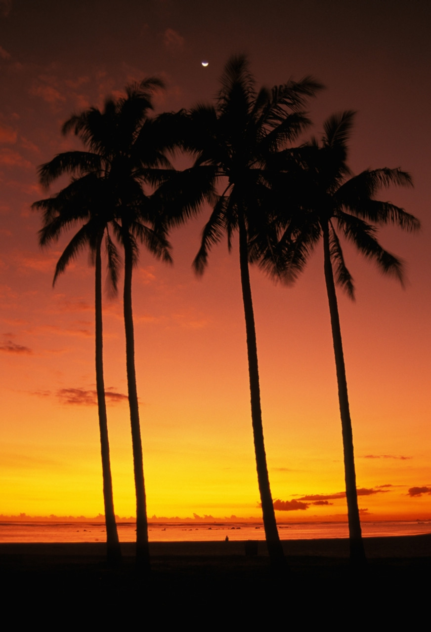 Hawaii, Oahu, Honolulu, Ala Moana Beach Park, Palm Trees Silhouetted At  Sunset, Orange Sky. PosterPrint - Item # VARDPI1991898