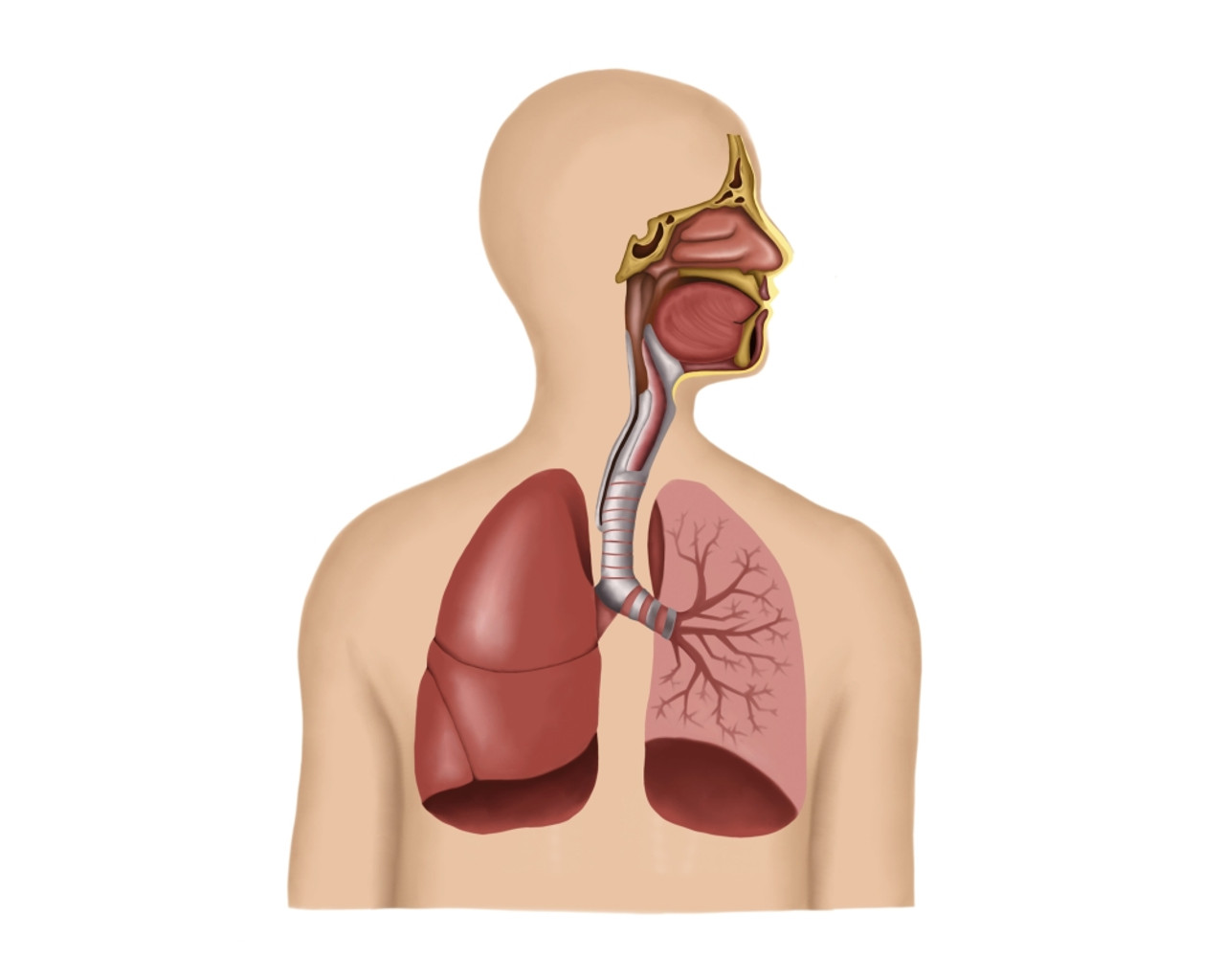 human respiratory system diagram