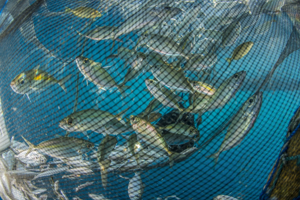 Fishing net with silvery and golden fish inside, Cenderawasih Bay, West  Papua, Indonesia Poster Print - Item # VARPSTMME400578U