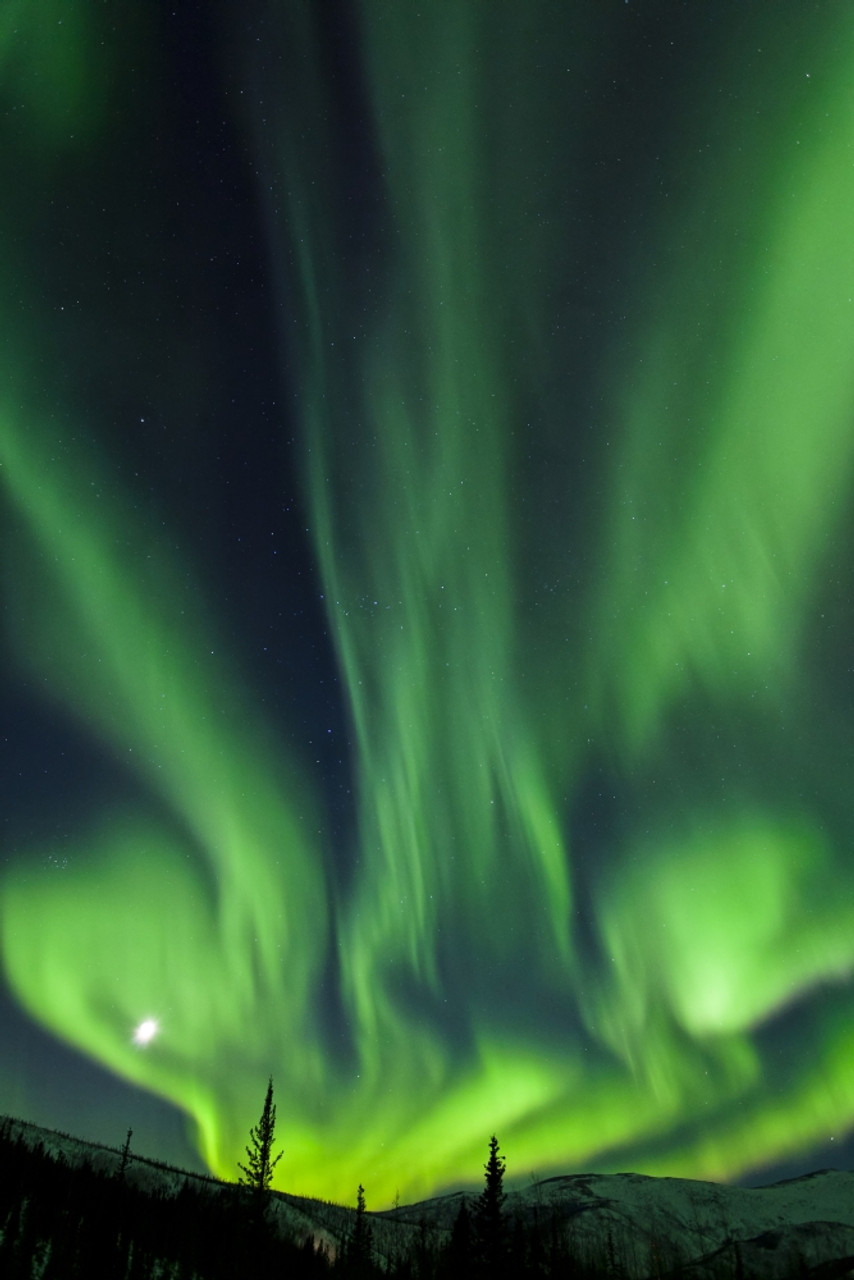 The bright neon green aurora and moon dancing like a flame over the boreal  forest, Chena River State Recreation Area, Fairbanks, Interior Alaska,  winter. PosterPrint - Item # VARDPI2433855 - Posterazzi