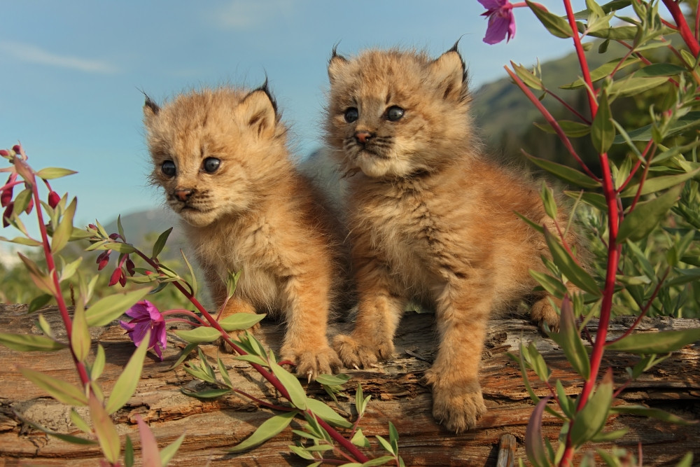 lynx kittens for sale