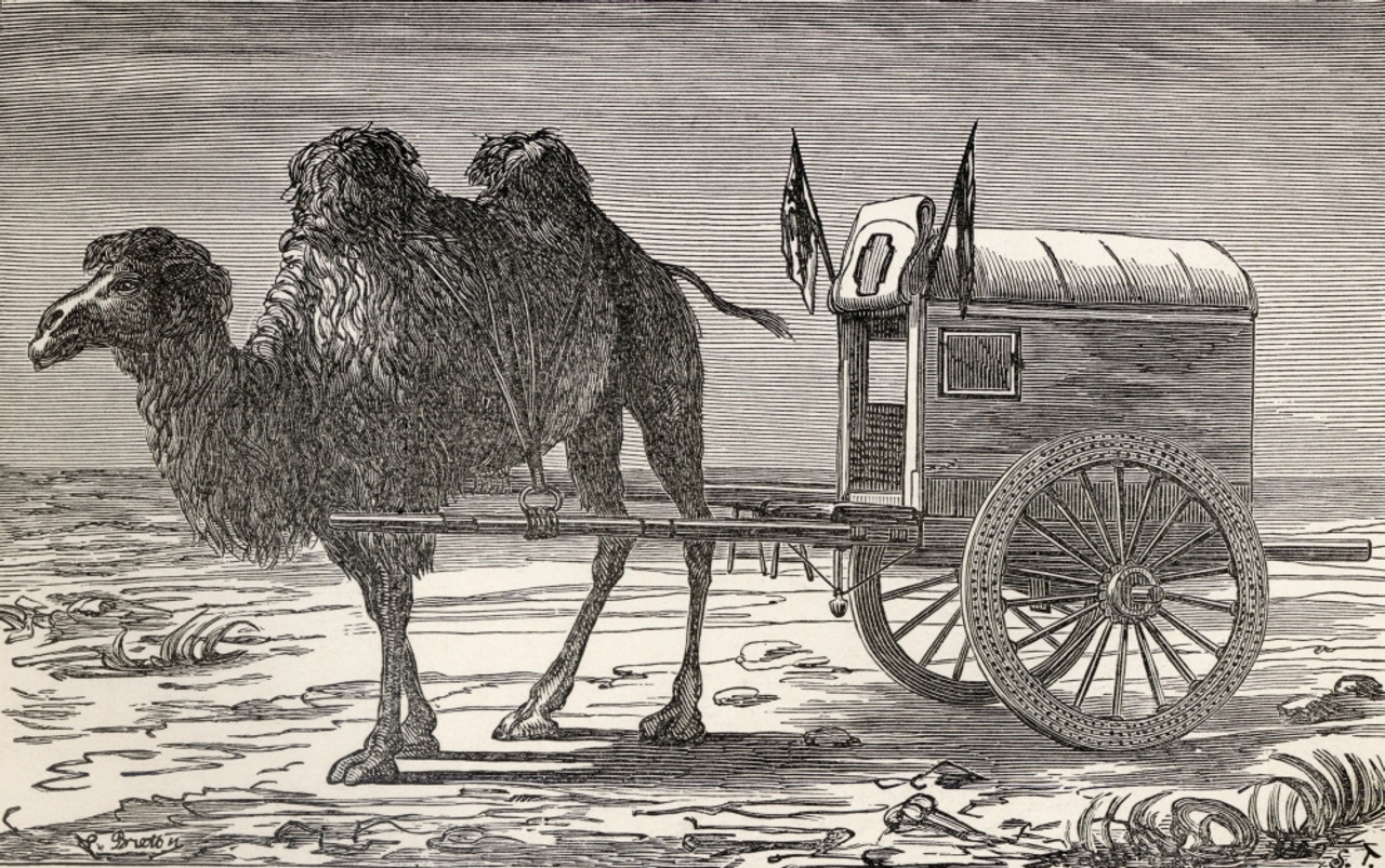 Bactrian camel Cart Illustration, Camel carriage black and white, animals,  black Hair, black White png | PNGWing