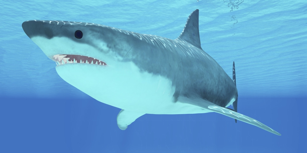 The Great White Shark is an apex-predator and has several sets of teeth
