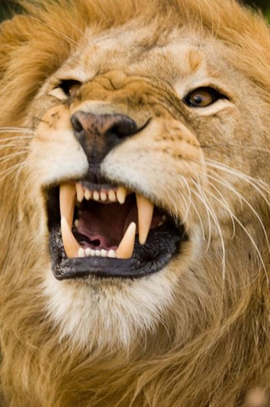 Africa, Kenya, Masai Mara, male lion bearing teeth. Poster Print