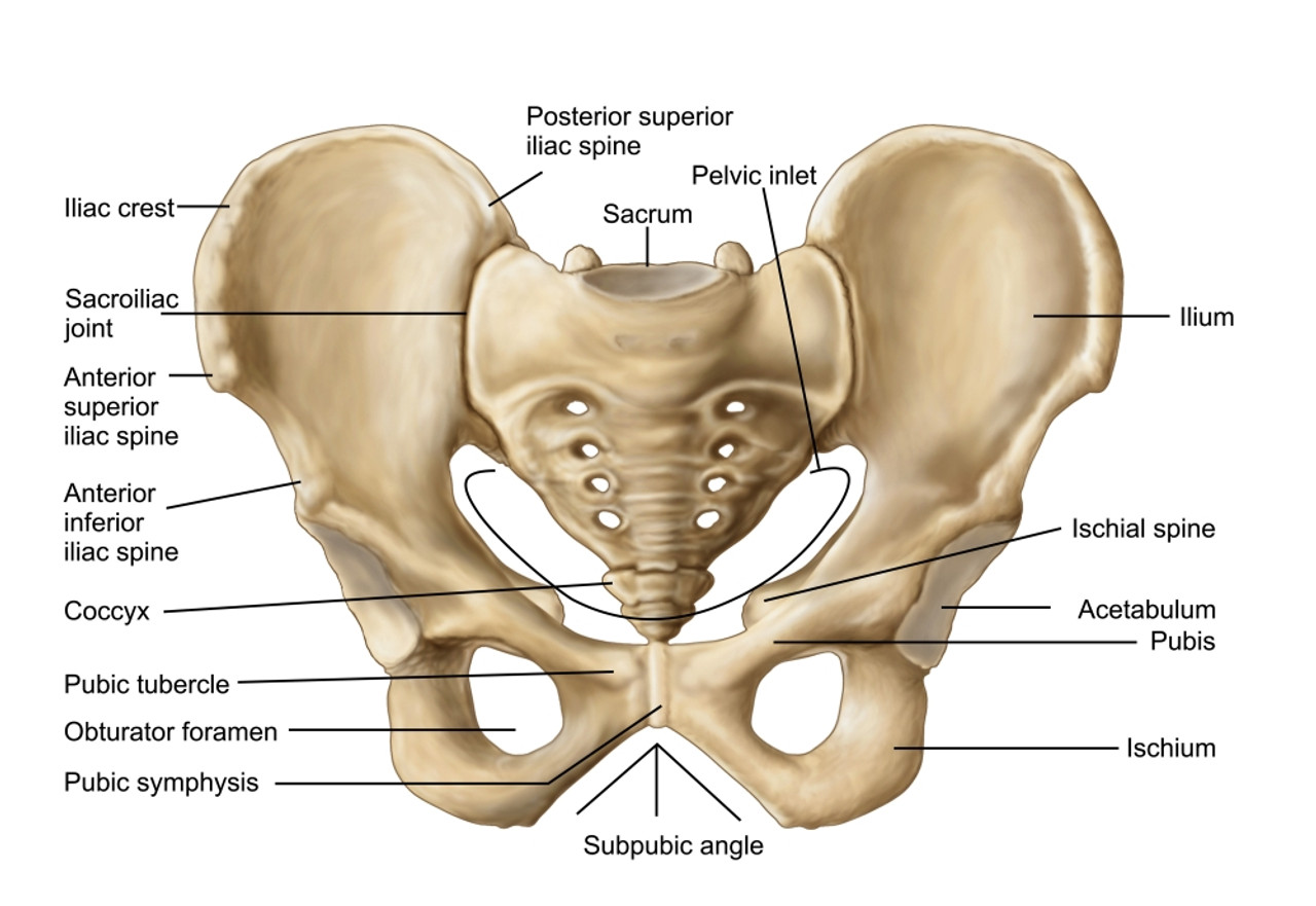 Anatomy of human pelvic bone Poster Print - Item # VARPSTSTK700244H