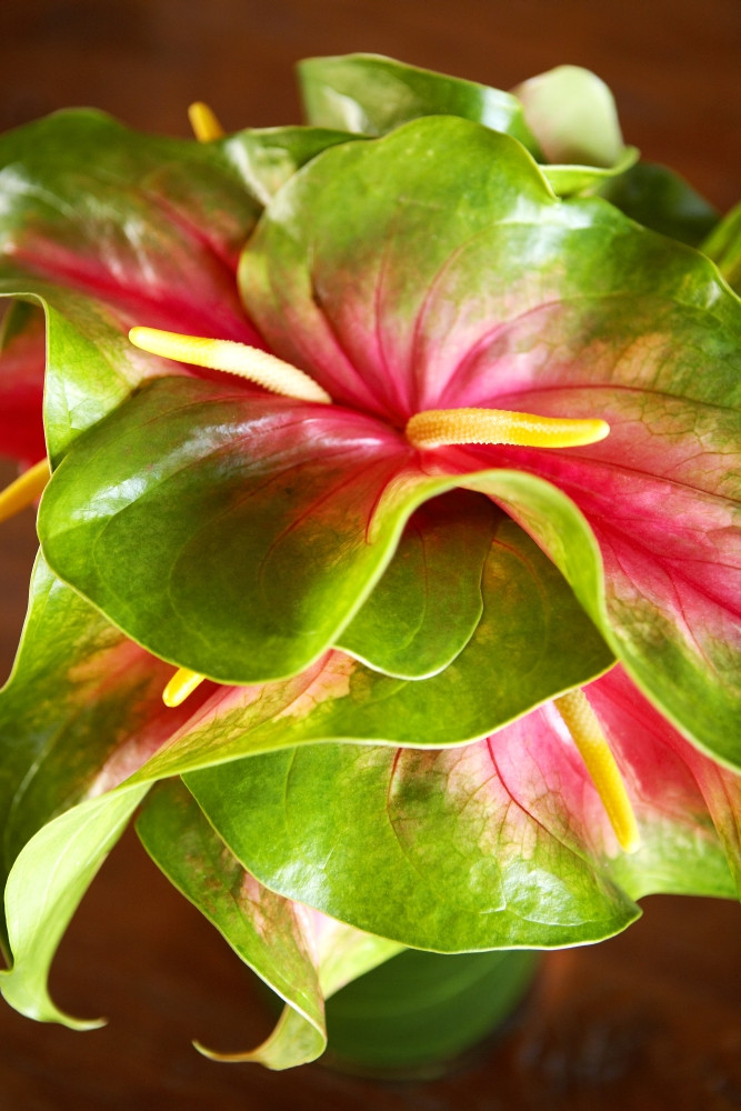 Hawaii, Close-Up Of A Green And Red Anthurium. PosterPrint - Item #  VARDPI1975574 - Posterazzi