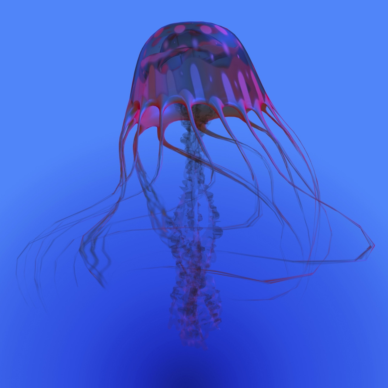 transparent jellyfish