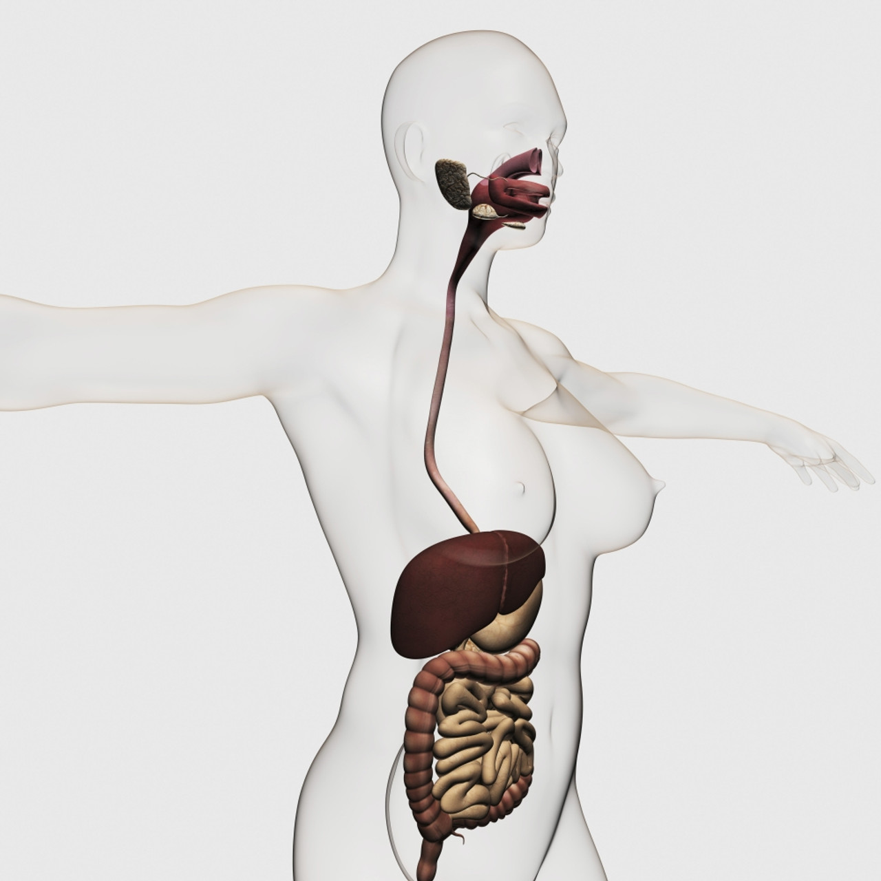 esophagus and stomach