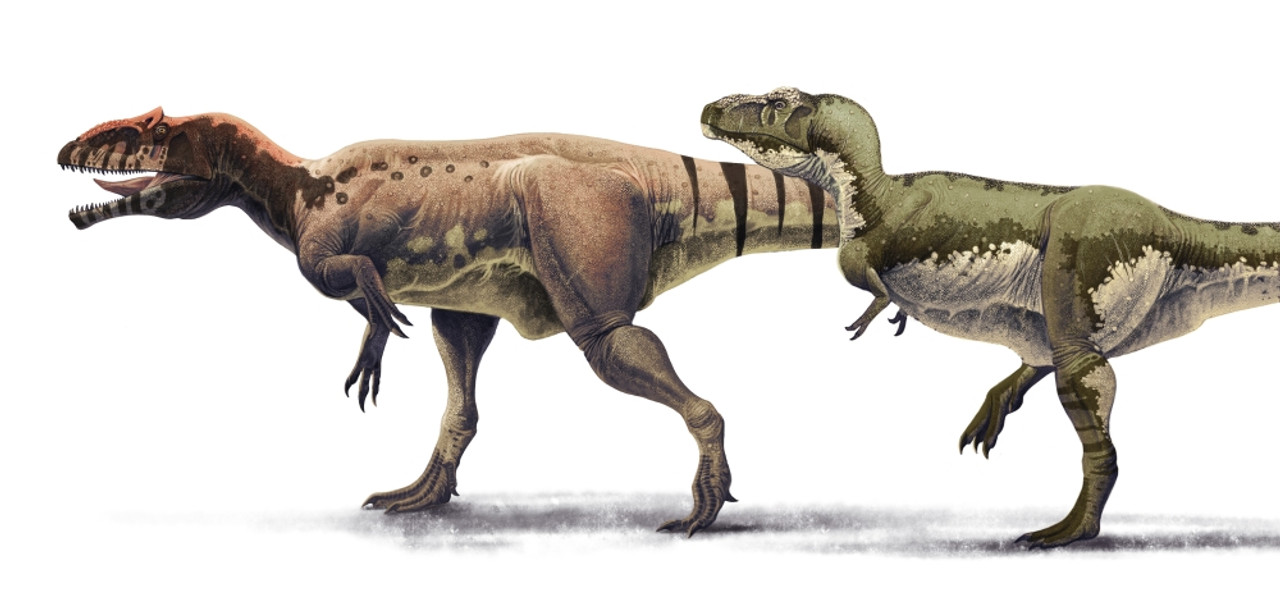Гигантозавр против. Тираннозавр и гигантозавр. Тираннозавр и гигантозавр сравнение. Аллозавр против тиранозавра. Гигантозавр и Тирекс.