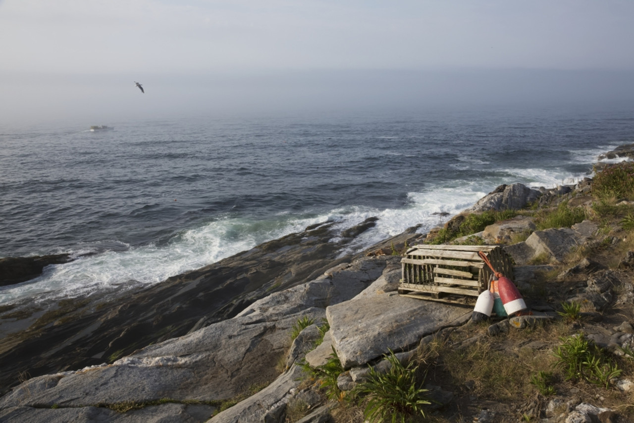 Old wooden lobster trap and buoys by wild roses, on bluff