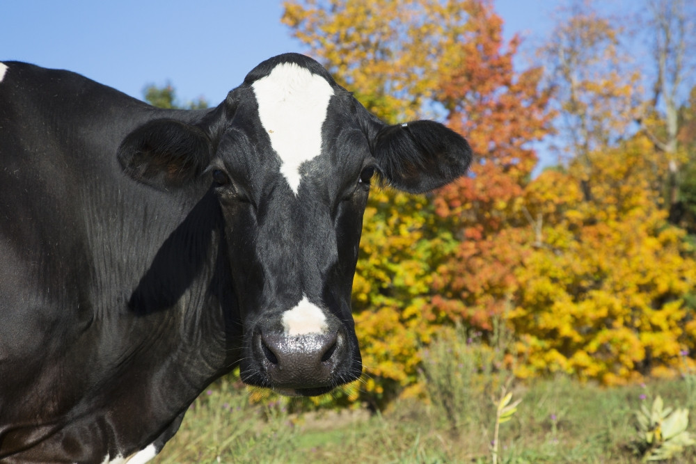 Holstein dairy cow in autumn pasture; Salem, New York, United States of  America PosterPrint - Item # VARDPI12257352 - Posterazzi
