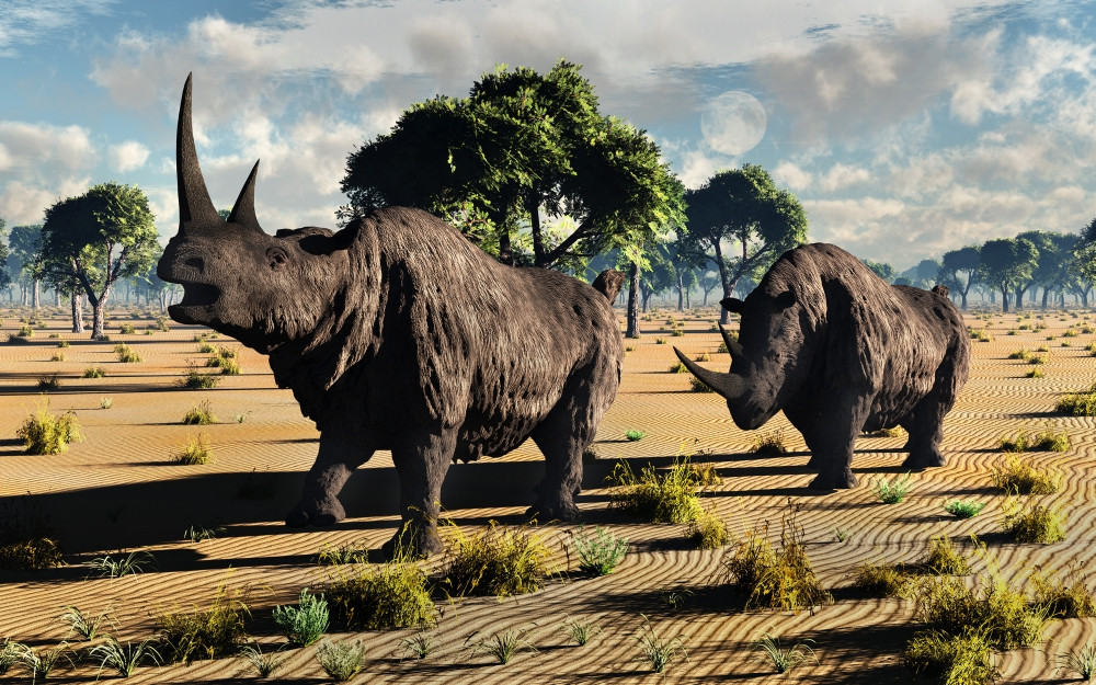 A pair of mature woolly rhinoceros during the Pleistocene epoch Poster ...