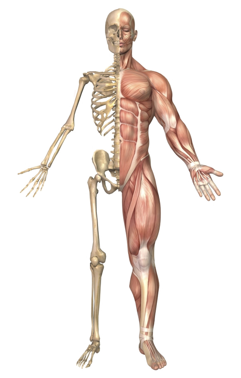 Medical illustration of the human and muscular system, front Poster - Item # VARPSTSTK700149H - Posterazzi