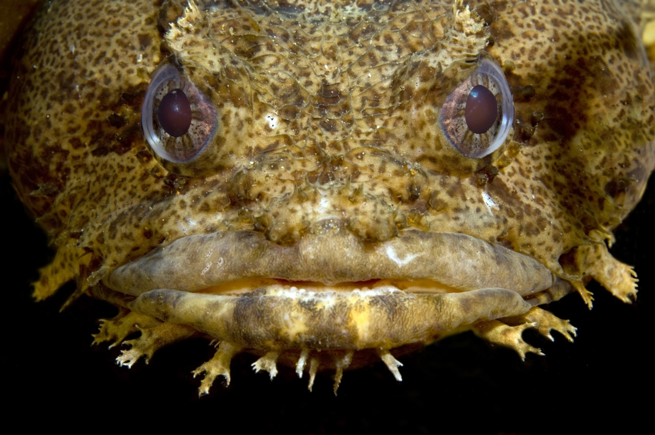 oyster toadfish drawing
