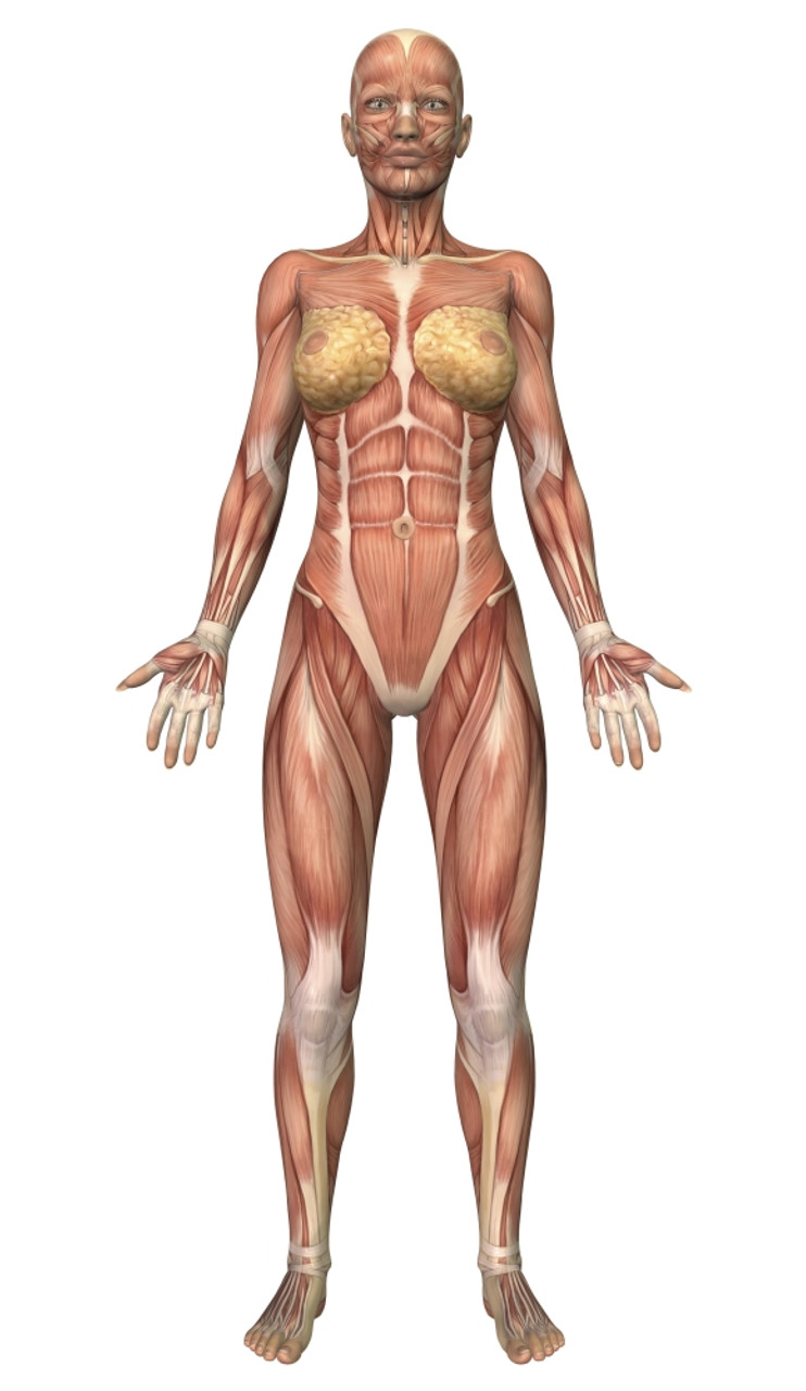 Female Muscular System Front View Poster Print Item Varpststk700140h Posterazzi 