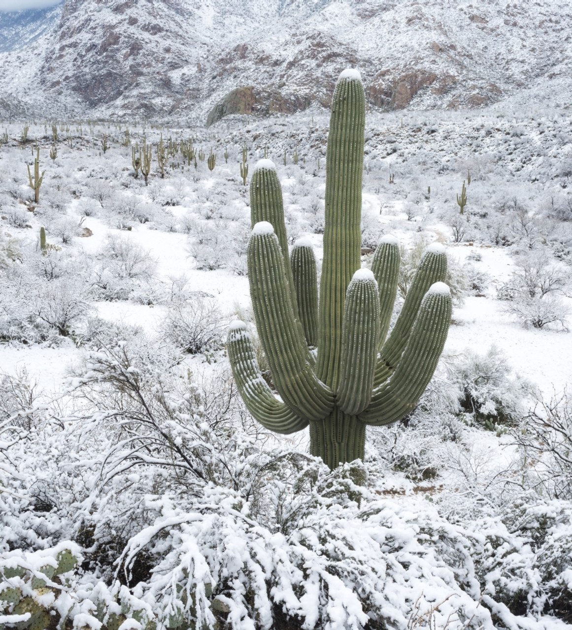 Frozen Giants: Snowfall on Saguaro National Park Cactus Winter Photography  Canvas Home Wall Art -  México