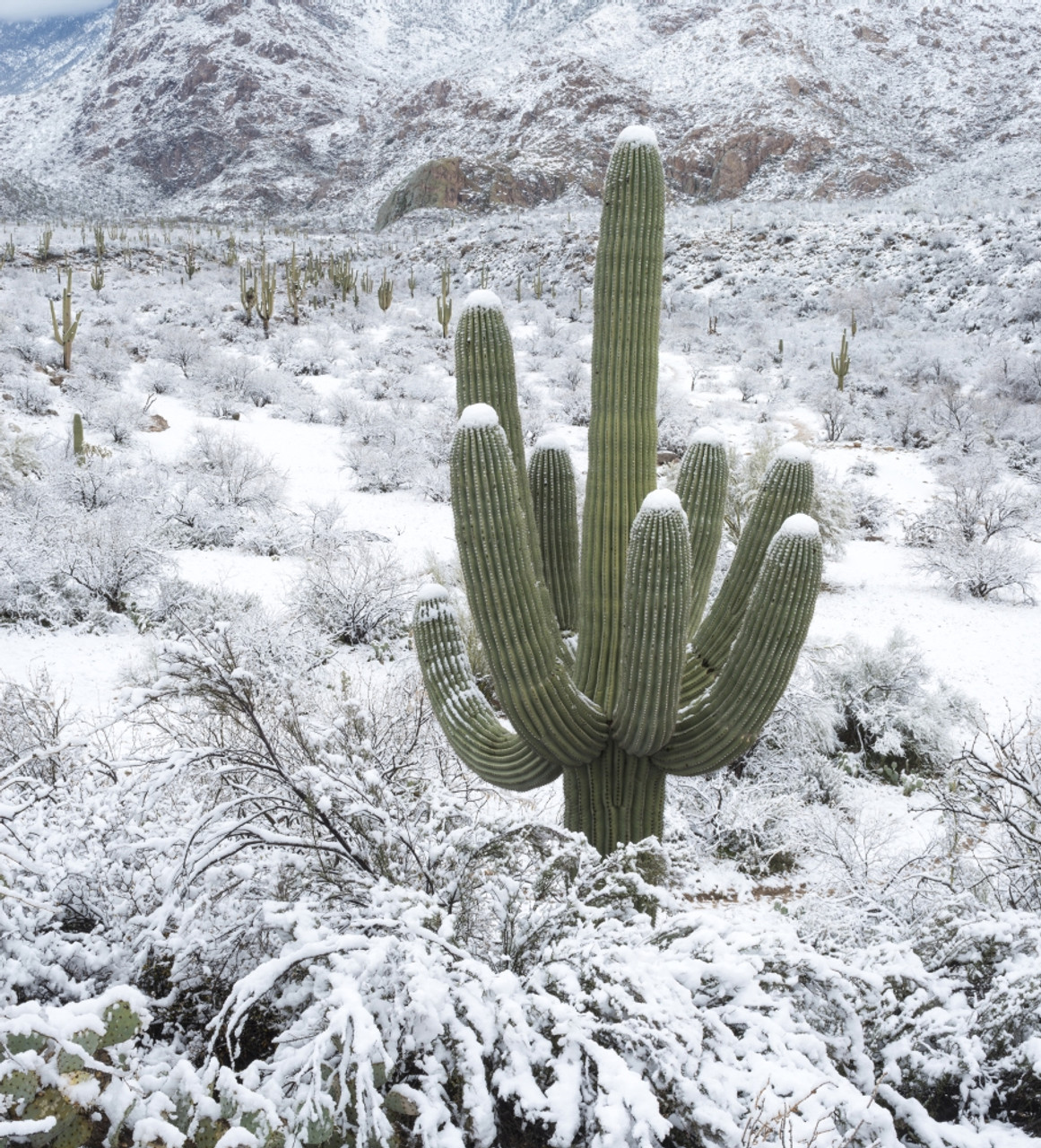 A winter storm covers Saguaro cactus in snow at Saguaro National Park East  in Tucson, Arizona Stock Photo - Alamy