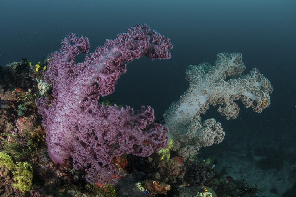 Beautiful soft coral colonies grow on a reef slope in Komodo ...